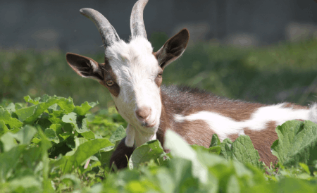 Goats clearing brush on a wooded property