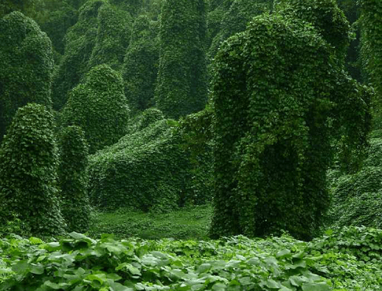 Kudzu overtaking land in Hendersonville NC